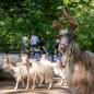 Preview: Startplatz Gutschein - VOLVO Tierparklauf 2026